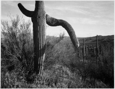 Cactus at left and surroundings, Saguaro National Monument, Arizona., 1933 - 1942 - NARA - 519976