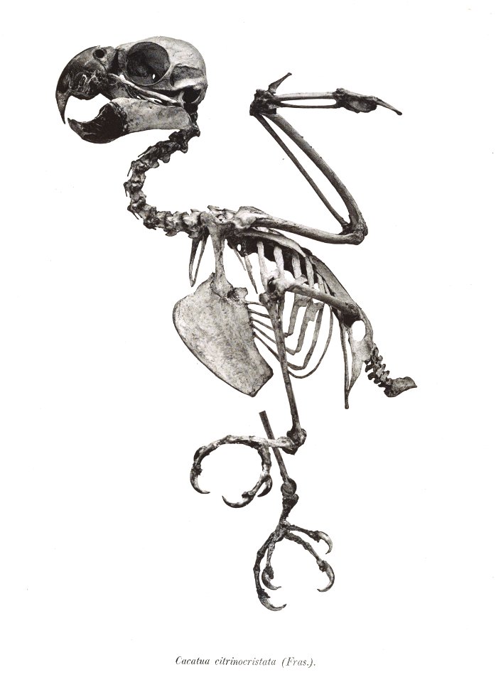 Cacatua citrinocristata 19