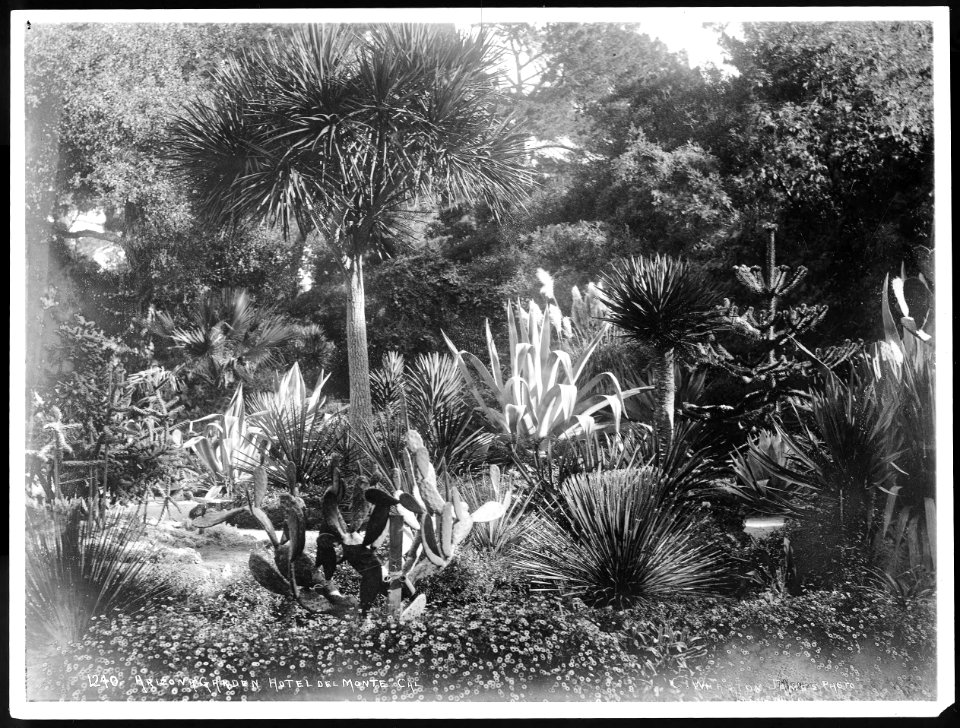 Cactus garden at Del Monte Hotel, Monterey, ca.1980-1900 (CHS-4755)