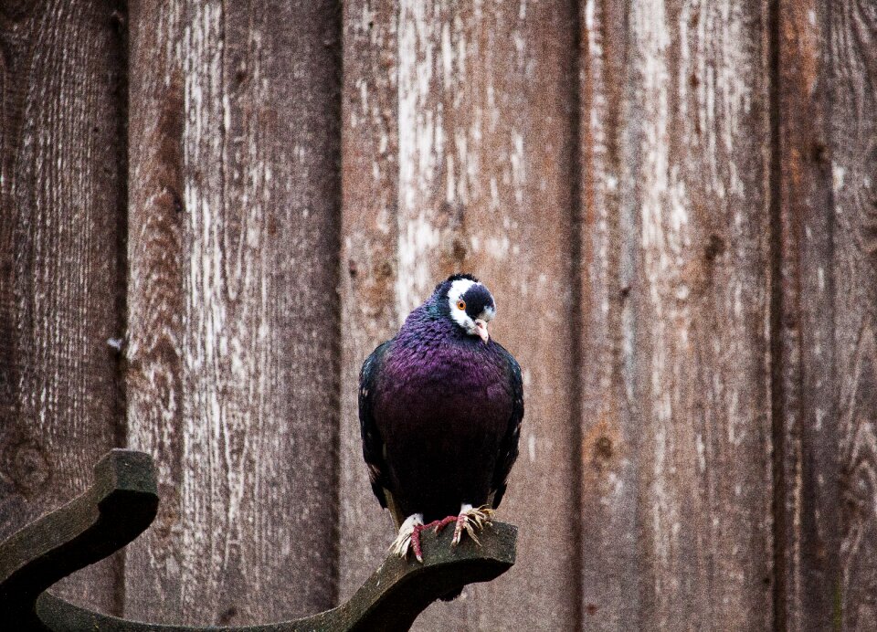 Bird animal poultry