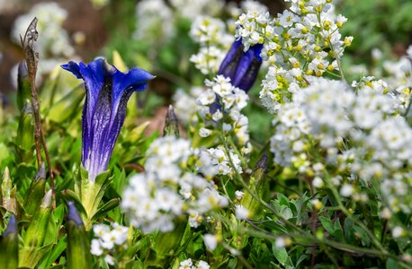 Bloom blue alpine flower