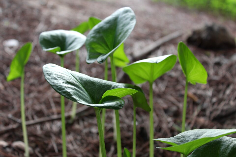 Leaf plant soil
