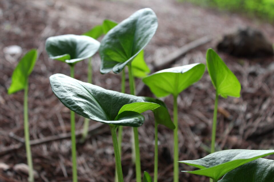 Leaf plant soil photo