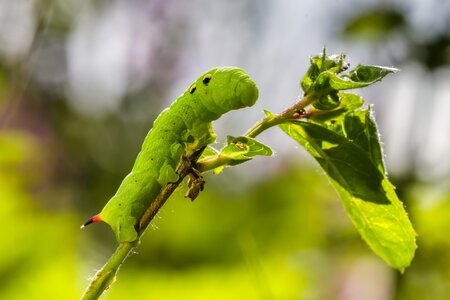 Medium wine enthusiast green caterpillar caterpillar with horn