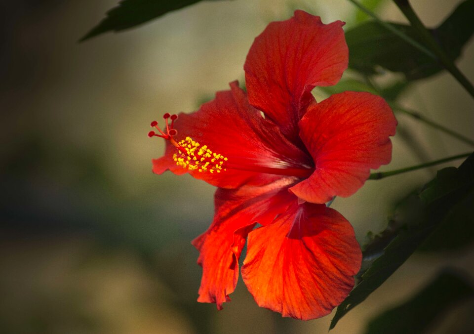 Close up macro flower