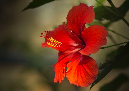 Close up macro flower photo