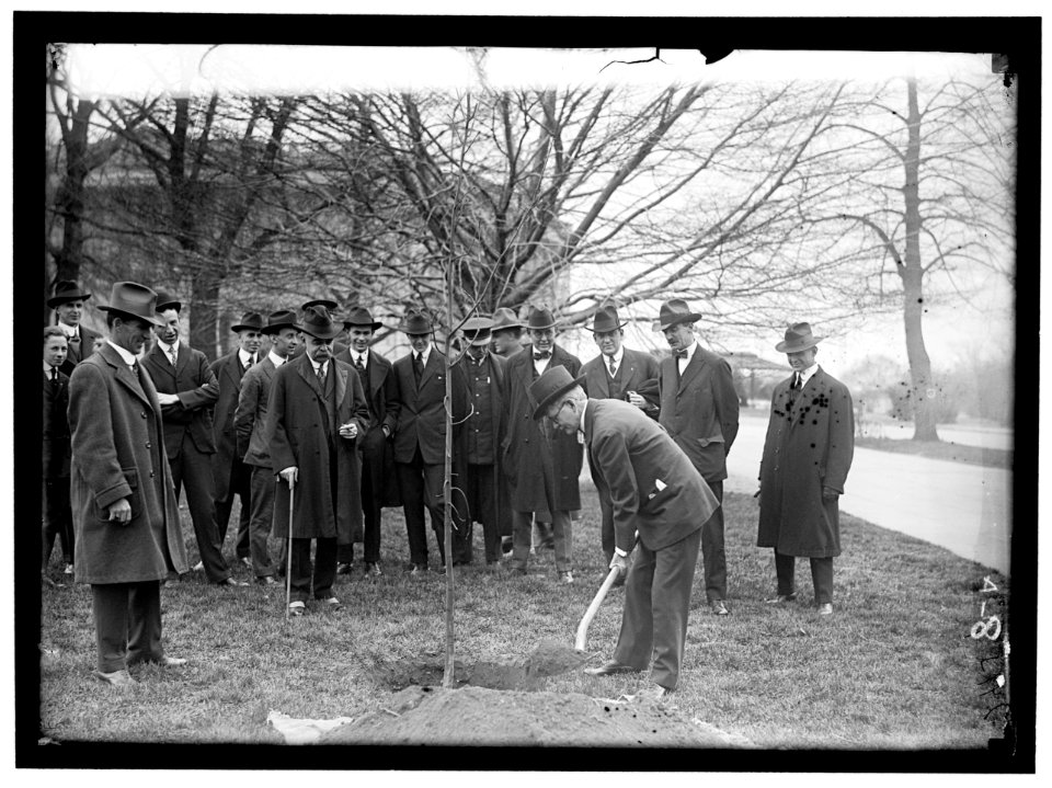 CAPITOL, U.S. TREE PLANTING- MARSHALL WITH SHOVEL; SAULSBURY AT LEFT; HALSEY ANDPRESTON BACK OF MARSHALL. OTHERS ARE NEWSMEN LCCN2016869038
