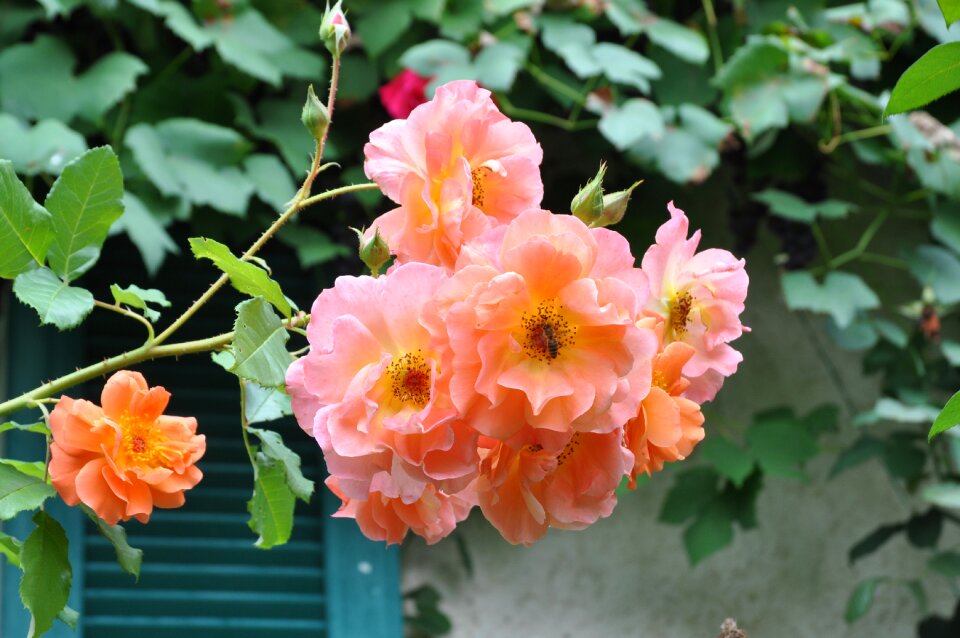 Blossom bloom garden