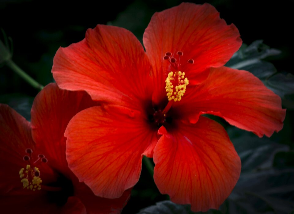 Close stamens macro