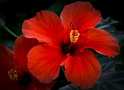 Close stamens macro
