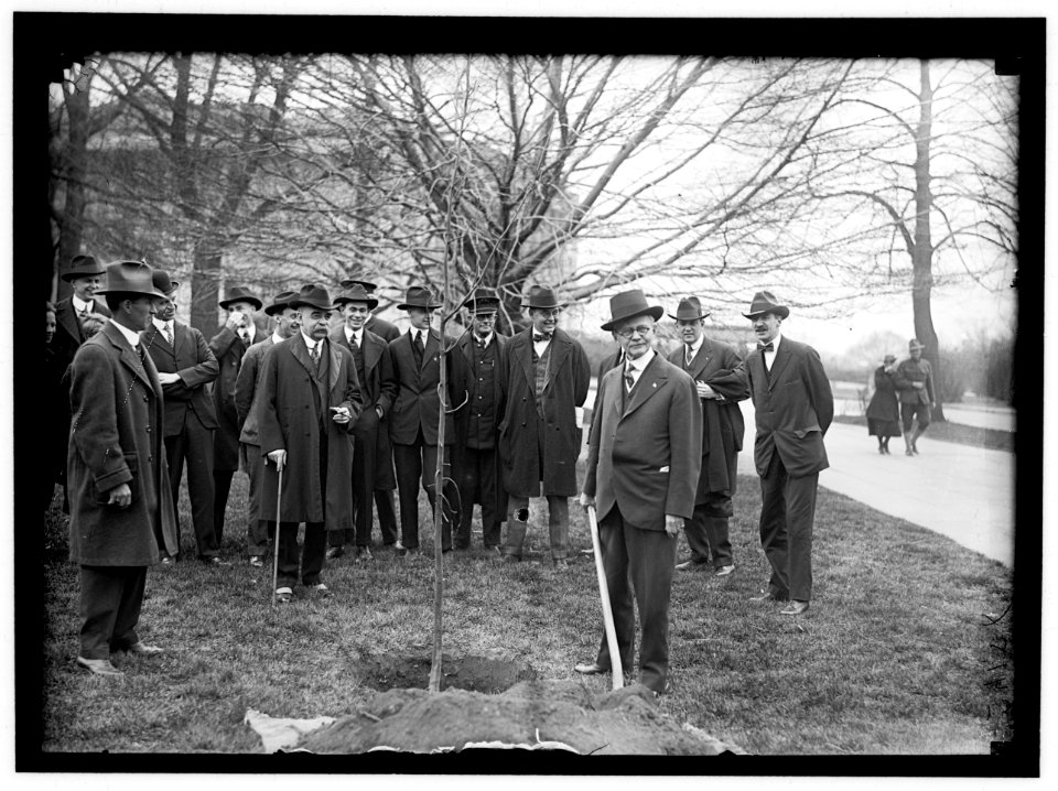 CAPITOL, U.S. TREE PLANTING- MARSHALL WITH SHOVEL; SAULSBURY AT LEFT; HALSEY ANDPRESTON BACK OF MARSHALL. OTHERS ARE NEWSMEN LCCN2016869037