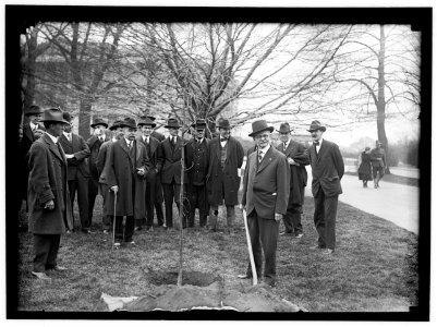 CAPITOL, U.S. TREE PLANTING- MARSHALL WITH SHOVEL; SAULSBURY AT LEFT; HALSEY ANDPRESTON BACK OF MARSHALL. OTHERS ARE NEWSMEN LCCN2016869037