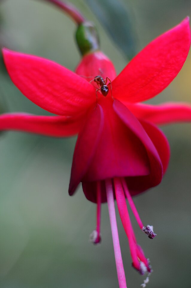 Nature garden close up