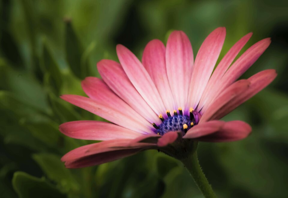 Macro bloom gazania