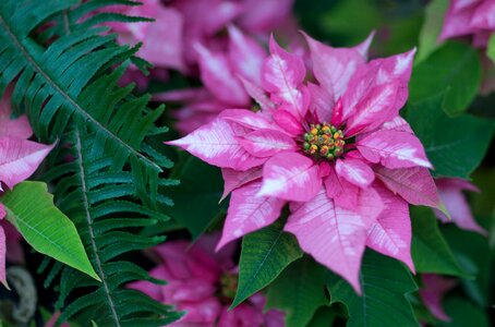 Garden leaf annuals