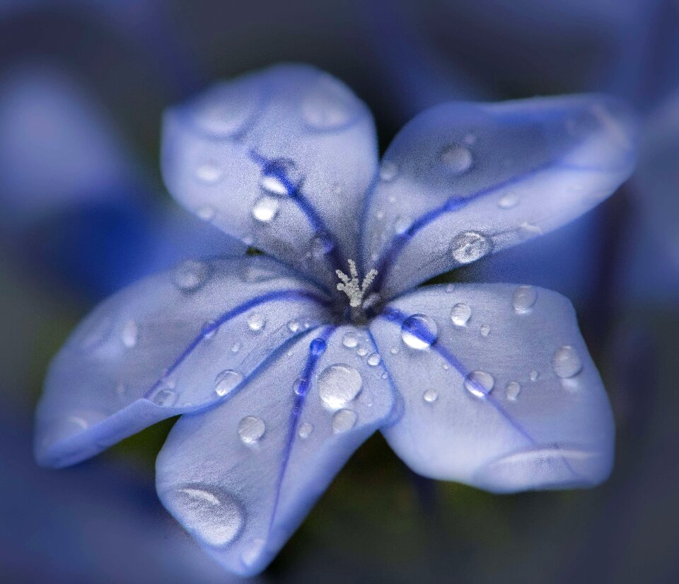 Close up macro blue closed