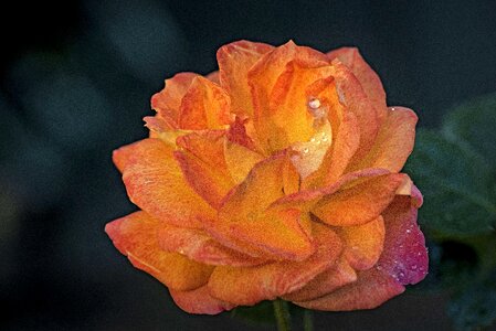 Orange close up petals photo