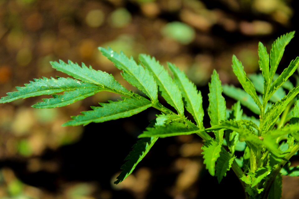 Grass medicine approach