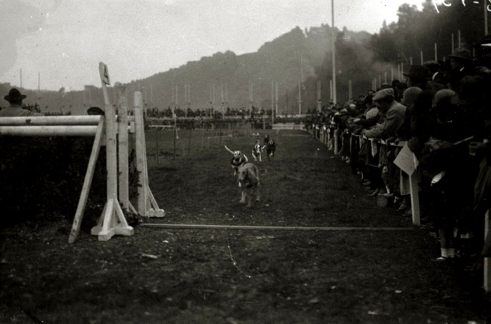 Carrera de galgos en el canódromo de Amara (1 de 3) - Fondo Car-Kutxa Fototeka