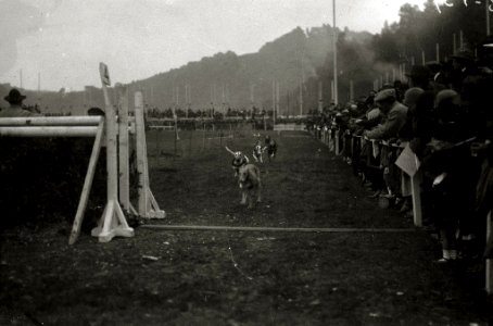Carrera de galgos en el canódromo de Amara (1 de 3) - Fondo Car-Kutxa Fototeka