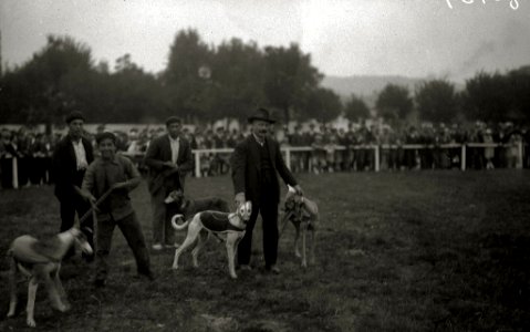 Carrera de galgos en el canódromo de Amara (3 de 3) - Fondo Car-Kutxa Fototeka