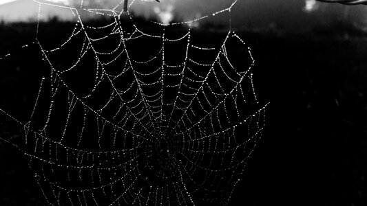 Dew black and white belize photo