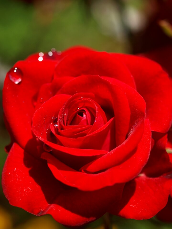 Romance blooming romantic