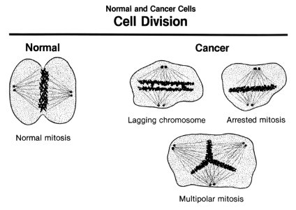 Cell division photo