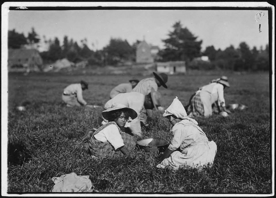Celia Perry, a young picker. Rochester, Mass. - NARA - 523475