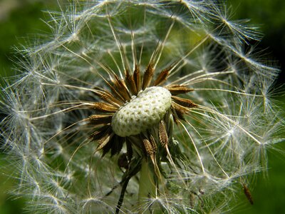 Flower medical seed photo