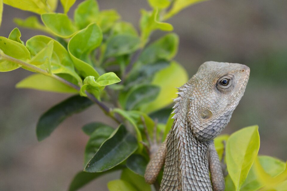 Wildlife chameleon animal