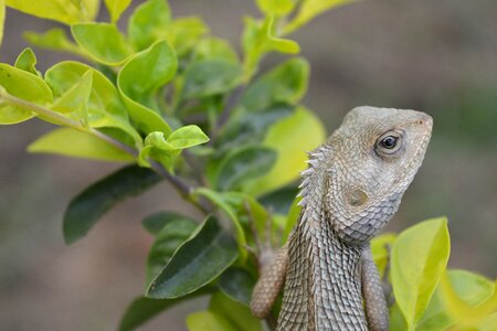 Wildlife chameleon animal photo