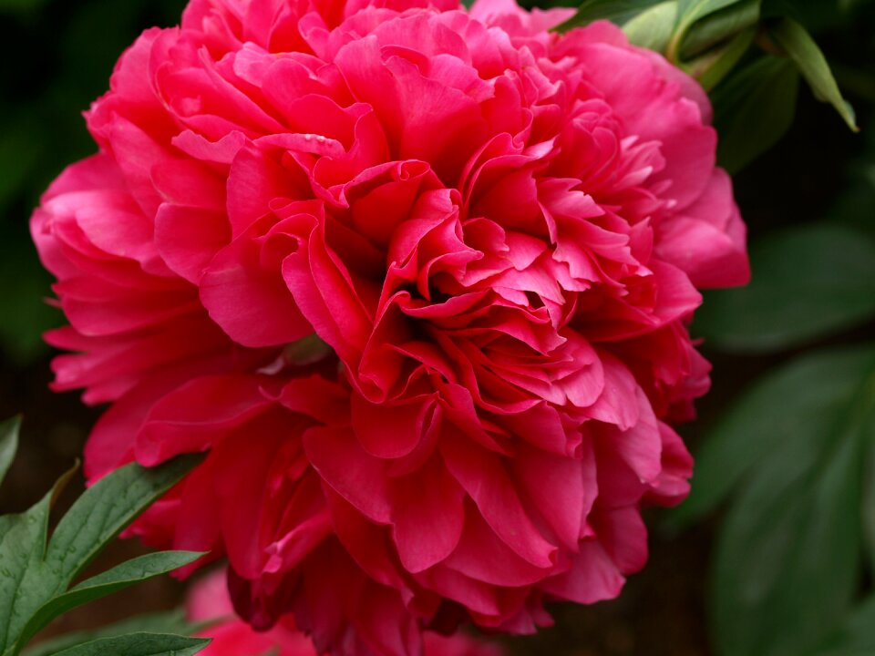 Leaf garden peony