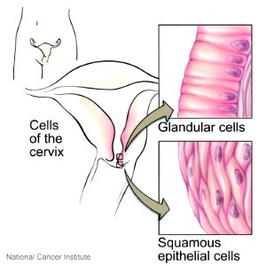Cells of the cervix