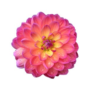 Bloom plant pink