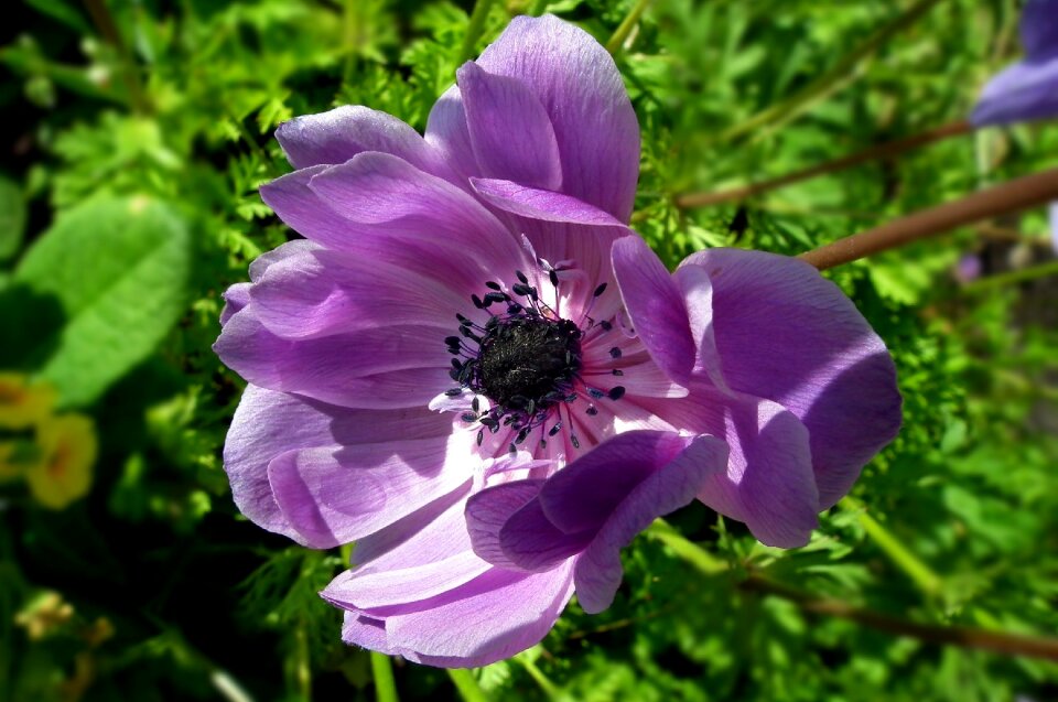 Nature garden summer