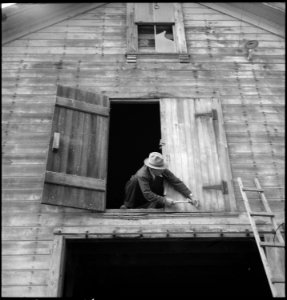 Centerville, California. Nailing the hayloft door on the morning of evacuation. Farmers and other . . . - NARA - 537563