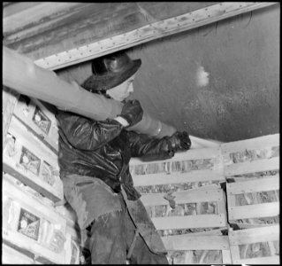 Centerville, California. Icing cauliflower in refrigerator car for shipment to eastern markets, pri . . . - NARA - 536028