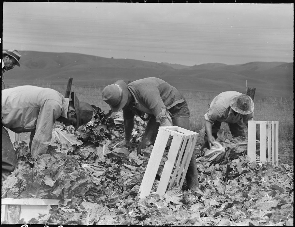 Centerville, California. Japanese field laborers packing cauliflower in field on large-scale ranch . . . - NARA - 537664
