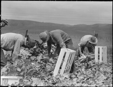 Centerville, California. Japanese field laborers packing cauliflower in field on large-scale ranch . . . - NARA - 537664 photo