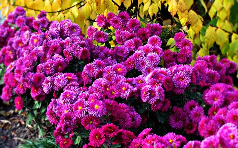 Nature plant flowering