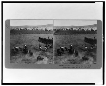 Center horse gets chased by mad bull LCCN00652130