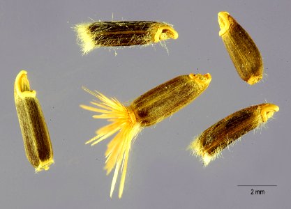Centaurea moschata-3-USDA