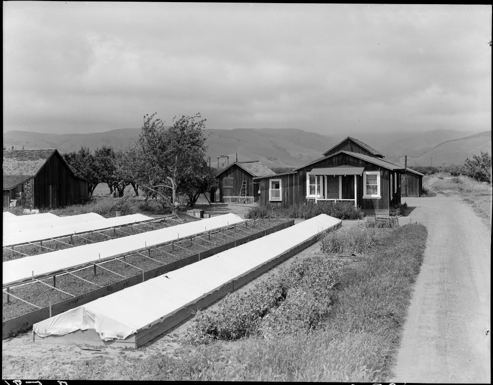 Centerville, Alameda County, California. Japanese farm home, showing typical tomato plant beds. 65 . . . - NARA - 536476