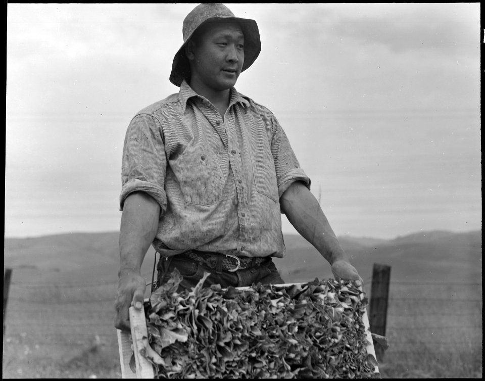 Centerville, California. Harvesting cauliflower on a ranch near Centerville on April 9, 1942, while . . . - NARA - 536026