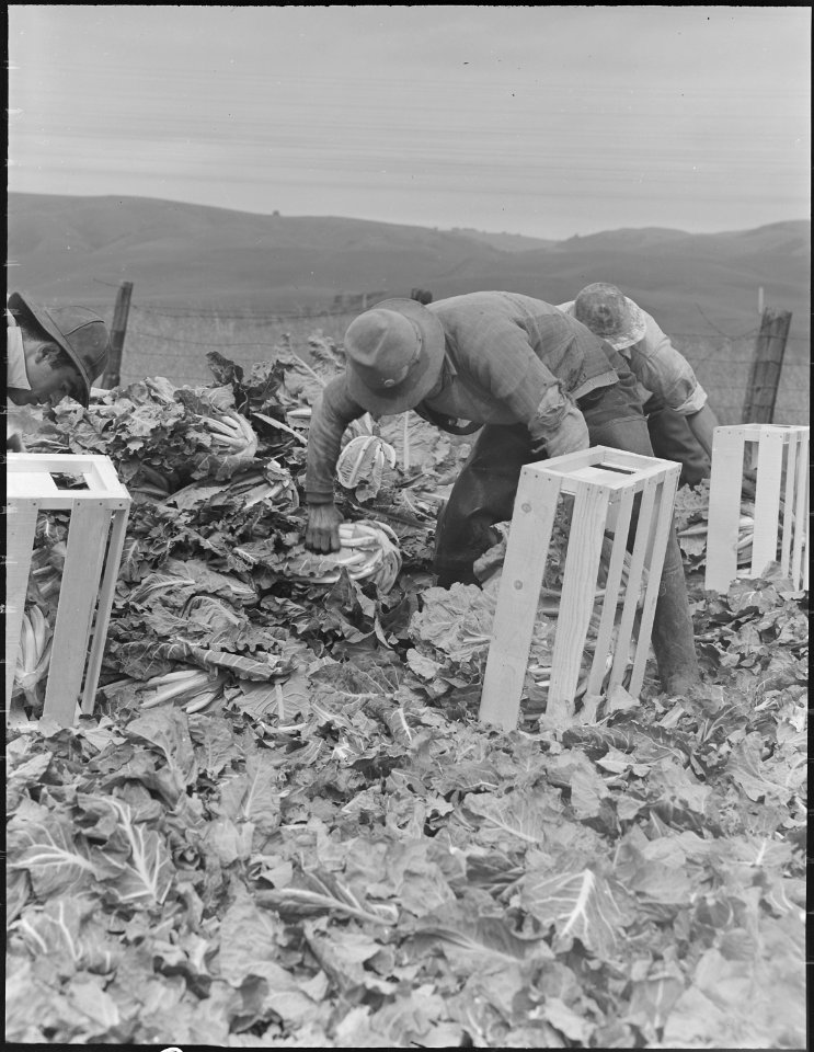 Centerville, California. Japanese field laborers packing cauliflower in field on large-scale ranch . . . - NARA - 537665