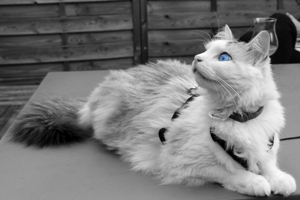 Pet domestic white
