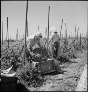 Centerville, California. Young workers of Japanese ancestry picking peas on an Alameda County farm, . . . - NARA - 536450