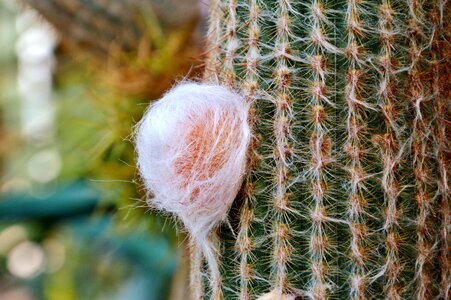 Prickly plant thorns