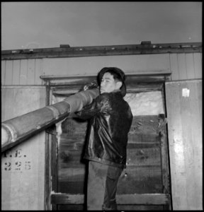 Centerville, California. Icing refrigerator car packed with cauliflower in one of the last shipment . . . - NARA - 537533